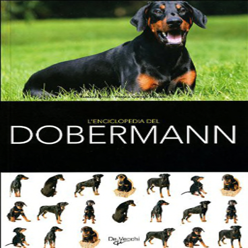 BB Dobe Box Version 2.1.1 - DOG