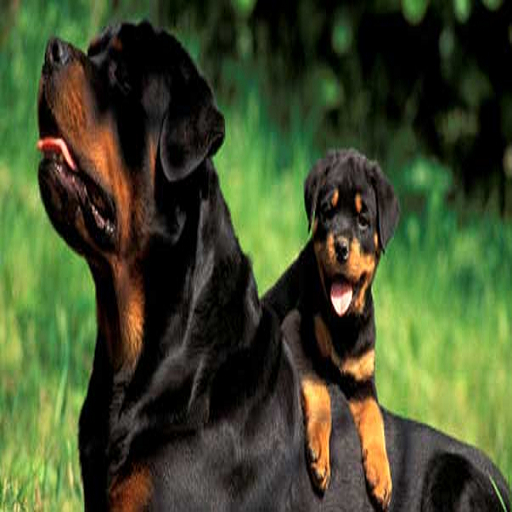 BB Rotty Box Version 2.1.1 - DOG