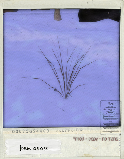 *Rez* 1 prim grass