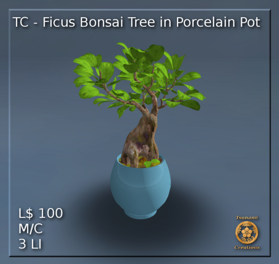 Ficus Bonsai Tree in Porcelain Pot