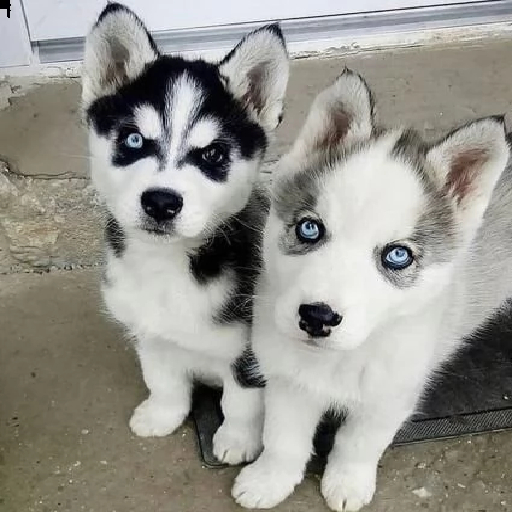 BB Husky Box Version 2.1.1 - DOG