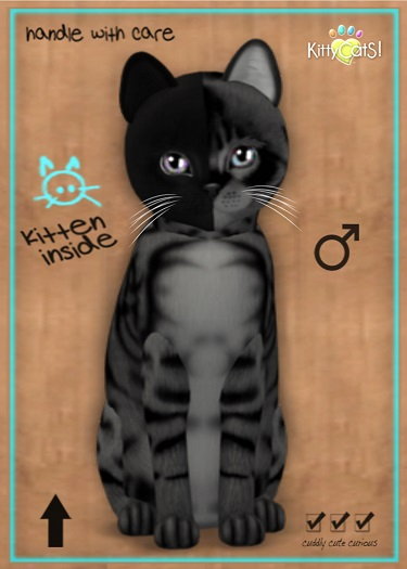 MEGAPUSS: KittyCatS Box - Chimera - Charcoal Mist - MegaPuss