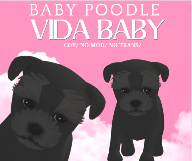 BABY Poodle