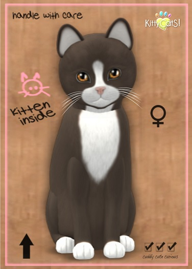 MEGAPUSS: KittyCatS Box - Chateau Cat - Tawny & White No.1 - MegaPuss