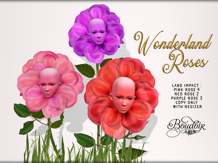 Boudoir-Wonderland Roses 1