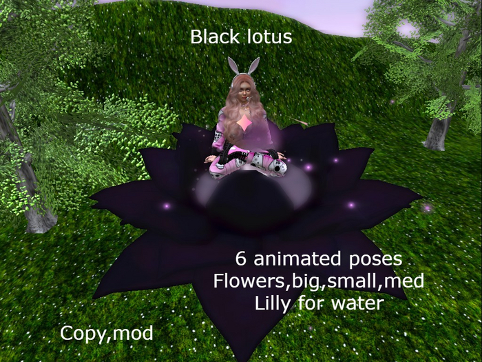 (TC) lotus,lilly,meditate