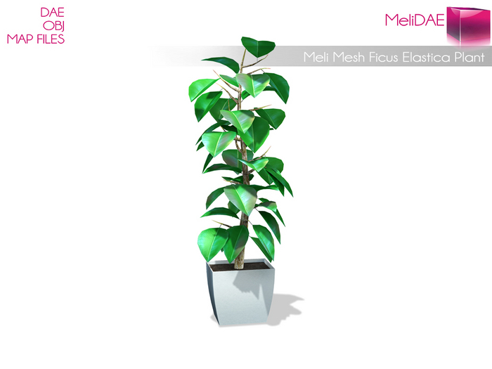 Dae, Obj, FBX, And Texture Files Mesh Ficus Elastica Plant 