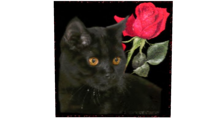 Cutest Cat/Kitten Full Perm Animated Texture!