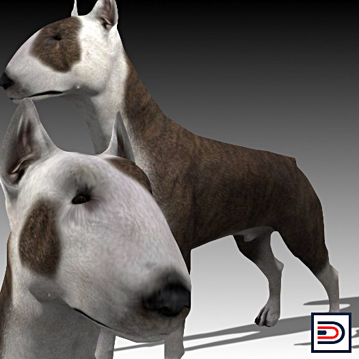 [Danielito] Bull Terrier Dog