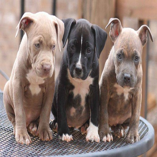 BB Pitbull Box