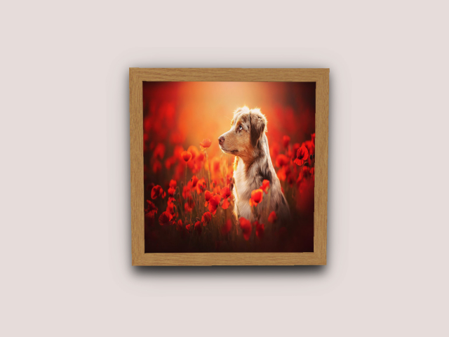Frame Dog-Border-Collie