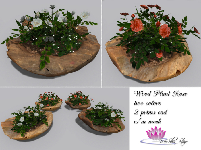 BOX-WOOD PLANT ROSE