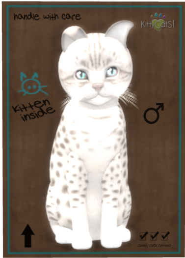 KittyCatS Box - Ocicat - Platinum