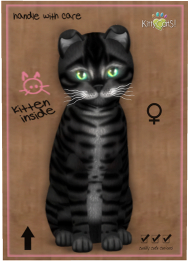 KittyCatS Box - Toyger - Coal