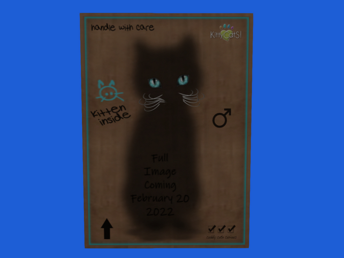 KittyCatS Box - New Born Kitten