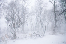 821 - Winter - Forest - Snow - Black Trees - Fog - Land Divider - Privacy Screen
