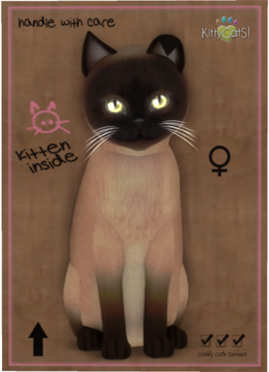 KittyCatS Box - Tonkinese - Champagne