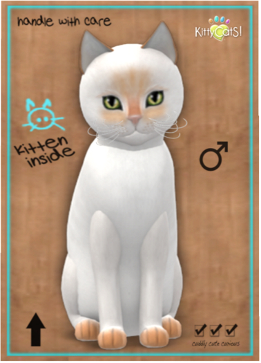 KittyCatS Box - Siamese - Flame