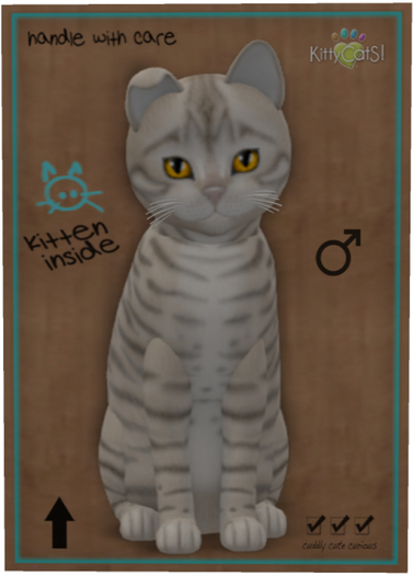 KittyCatS Box - Toyger - Snow