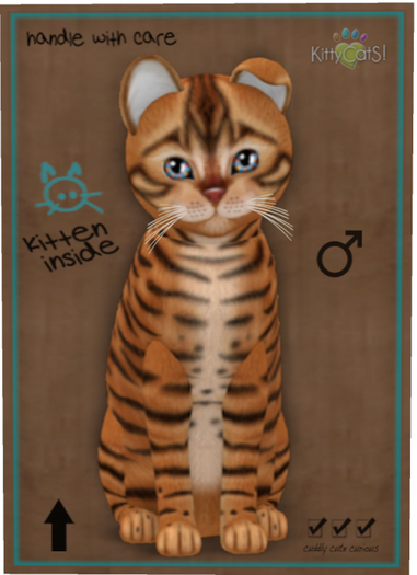 KittyCatS Box - Toyger - Caramel