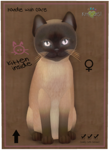 KittyCatS Box - Tonkinese - Champagne