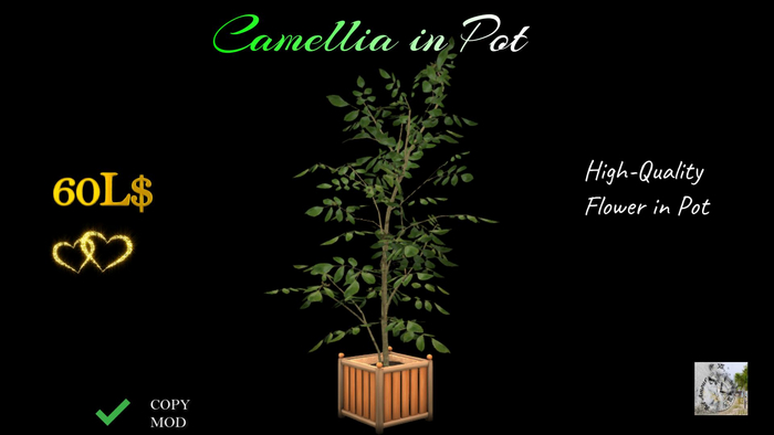 Camellia in Pot