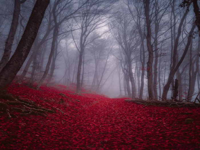 Gothic Forest Texture