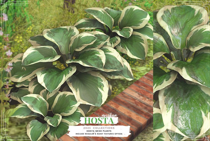 Ariskea- Hosta - Set