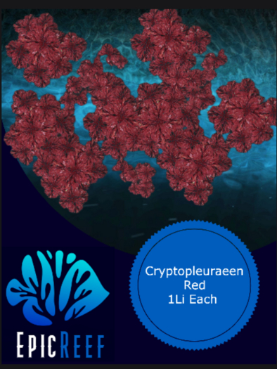 Epic Reef Cryptopleura Red 