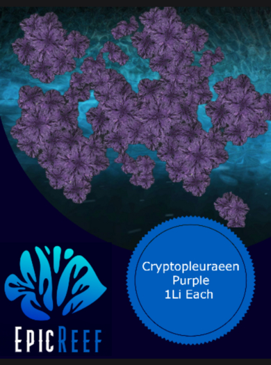 Epic Reef Cryptopleura Purple 