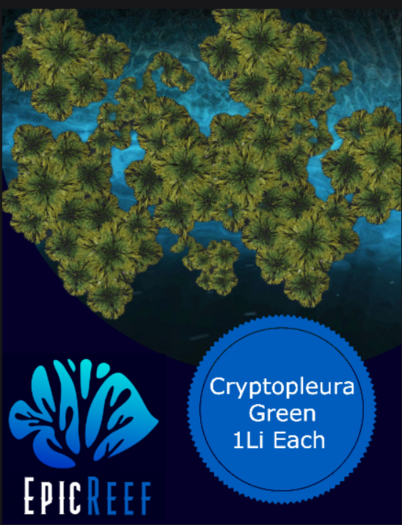 Epic Reef Cryptopleura Green 