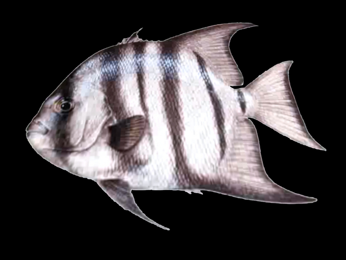 * Fish * Modern Art Rug !!Deco Special Edition!! Fatpack
