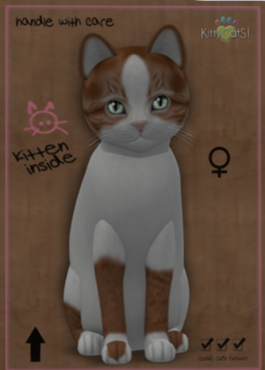 KittyCatS Box - Genesis - Flame III (Female) Meadow (Shape: Curious | Pupil: Big)