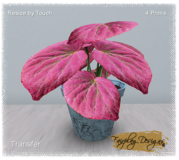 ~R~Martin Begonia Plant