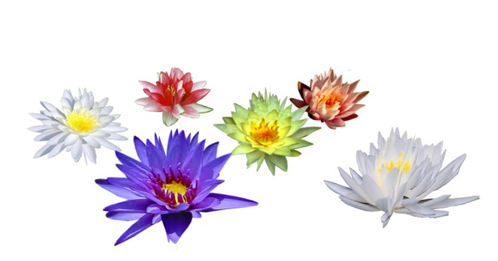 Water Lilies flowers set