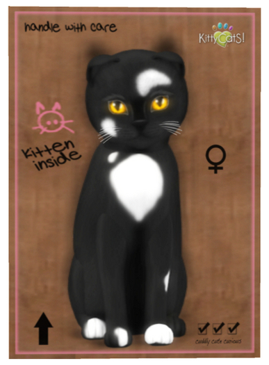 KittyCatS Box - Genesis - Domino II  (Female)