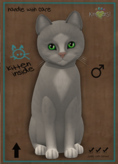 Genesis - Domino II - KittyCatS - unborn kitten