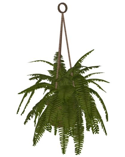 MM Hanging Basket - Large Boston Fern
