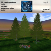 fir trees with ground cover & texture cng. roses-Box LI=31