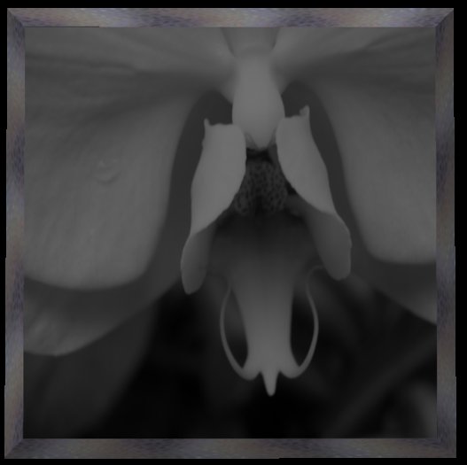 Nymphoto - Levres Floral  (Boxed)