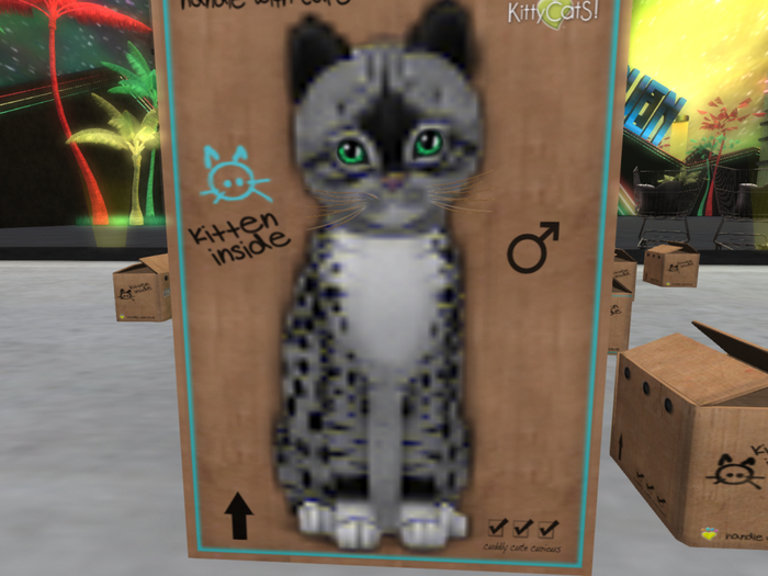 KittyCatS Box - New Born Kitten