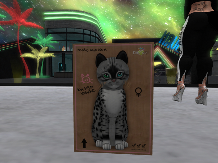 KittyCatS Box - New Born Kitten