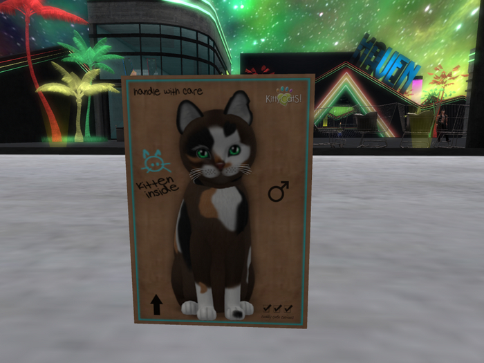 KittyCatS Box - New Born Kitten