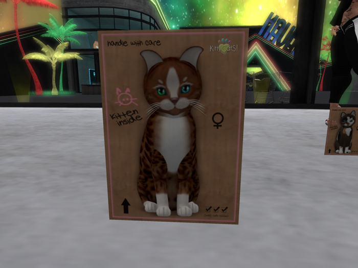 KittyCatS Box - New Born Kitten