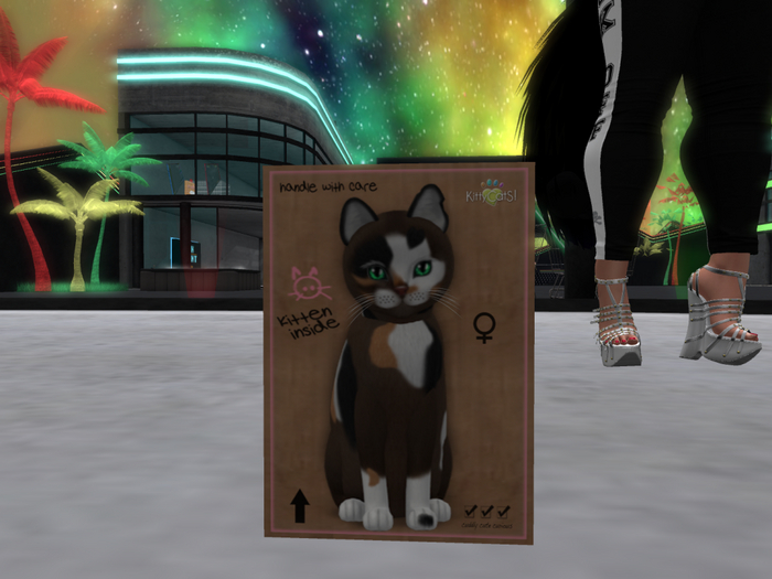 KittyCatS Box - New Born Kitten