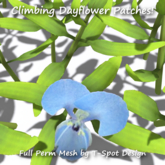 T-Spot Mesh - Climbing Dayflower (Commelina diffusa) - FP - LI=0.5-1.5