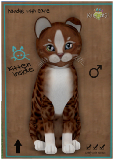 KittyCatS Box - New Born Kitten - Ginger II