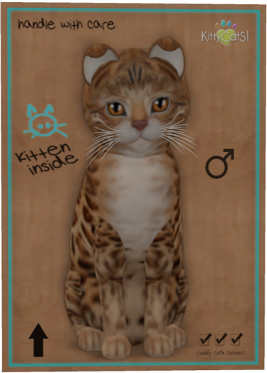 KittyCatS Box - Bengal - Sorell