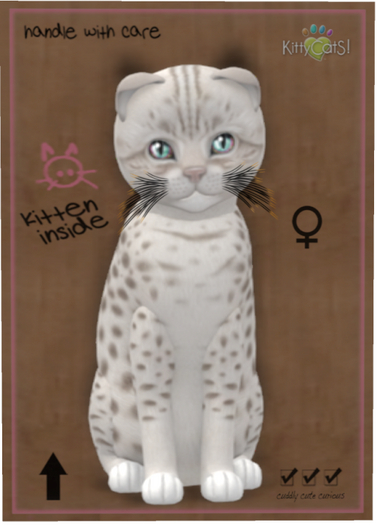 KittyCatS Box - Ocicat - Platinum