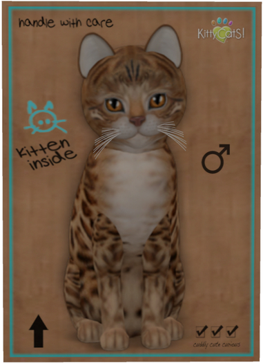 KittyCatS Box - Bengal - Sorell